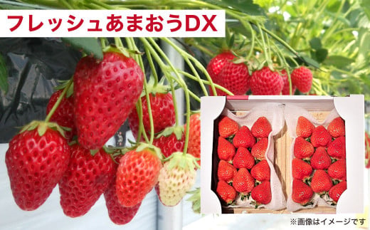 【予約受付・3回定期便】 あまおう 贅沢セット No2 冷凍あまおう あまおうレアチーズケーキ フルーツ 果物【2025年3月上旬～7月下旬発送予定】