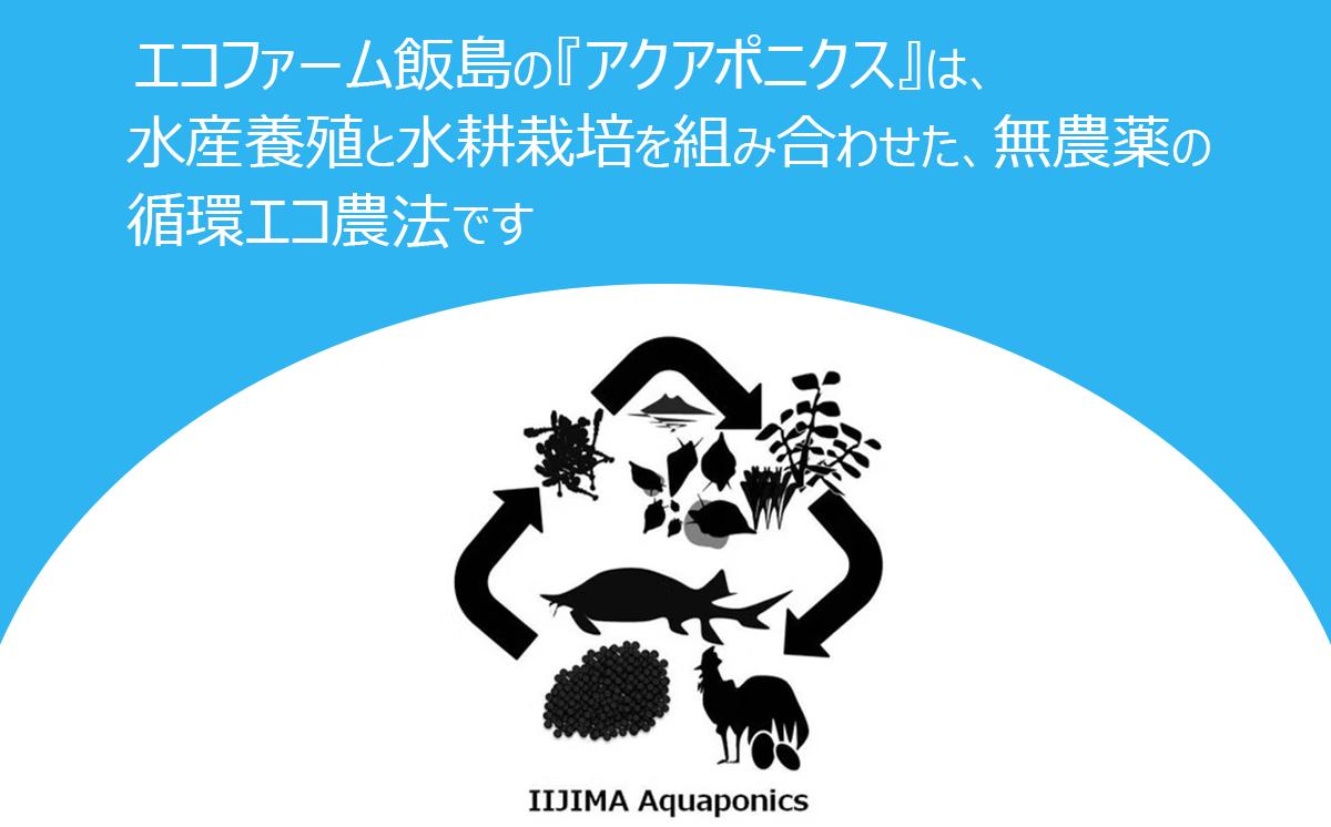 七福来ギフトBOX【 茨城県 つくば市 唐辛子 七味 七味唐辛子 塩 福来みかん 農薬不使用 有機栽培 国産唐辛子 希少 6000 】