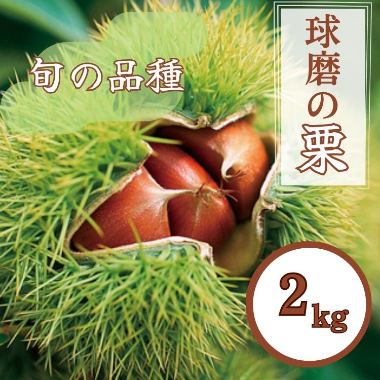 【ふるさと納税】熊本県JAくま産 球磨の栗 2kg(2L以上　旬な品種)　 お届け時期：2025年9月上旬〜10月上旬