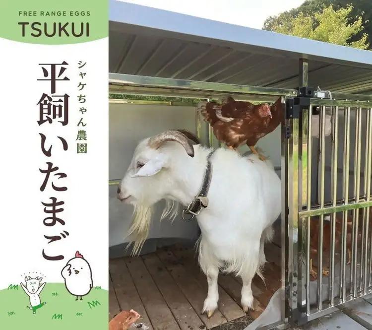 cometamaの平飼い卵 30個 ｜ ボリスブラウン 新鮮 平飼い ケージフリー 鶏卵 玉子 たまご 生卵 国産 たまごかけご飯 朝食 ※離島への配送不可