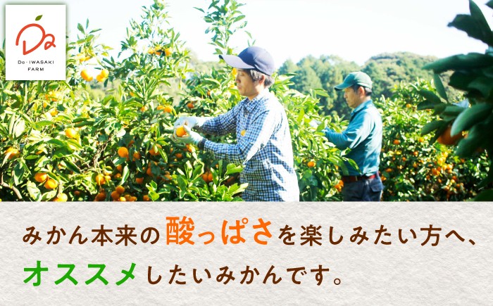 極早生 みかん 5kg