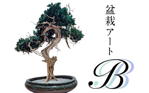 盆栽アート【B】 【盆栽 アート 伝統文化 インテリア ディスプレイ 再生 植物】