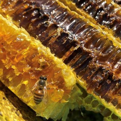 ふるさと納税 山鹿市 日本みつばち菊鹿600g |  | 03