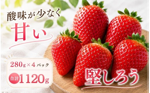 【2027年 2～5月発送】 いちご 堅しろう DXパック こだわり いちご 大容量 イチゴ strawberry 苺 新鮮 朝摘み 朝採り 産直 産地直送 安心安全 ichigo itigo いちご 苺 果物 フルーツ くだもの ギフト プレゼント 贈物 贈答 ケーキ ふるさと納税 ふるさと納税苺 いちご 静岡県 南伊豆町 みなみのいちご園 <AA-27>