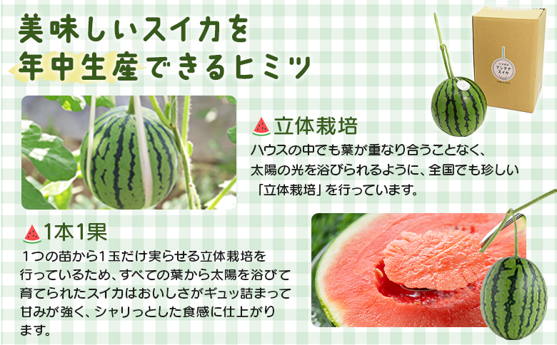 江本農園の初夏のアンテナスイカ2玉 - 数量限定 のし 熨斗 高知県産 果物 くだもの フルーツ すいか 西瓜 スイカ 糖 完熟 甘い 瑞々しい ハウス栽培 ジューシー 果汁 果実 贈り物 贈答 プレ