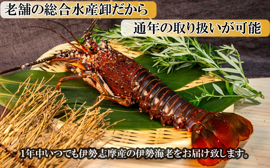 通年でお楽しみいただける伊勢志摩産伊勢海老