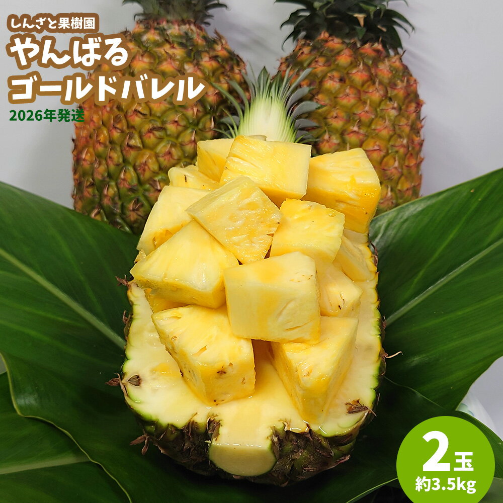 【ふるさと納税】しんざと果樹園「やんばるゴールドバレル」2玉（約3.5kg）多冠芽含む 2026年発送 パイナップル パイン ゴールドバレル 果樹園 人気 南国フルーツ 南国スイーツ 農家直送 多冠芽 やんばる フルーツ デザート 果物 お土産 おすすめ お取り寄せ 贈り物 沖縄県産