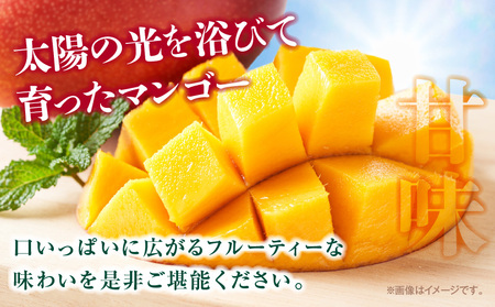 マンゴー 完熟 マンゴー[訳あり 宮崎 1.2kg]