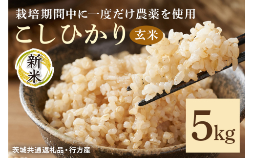 令和7年産新米 玄米 5kg 栽培期間中できるだけ農薬を減らした＜ こしひかり＞ 茨城県産 米 お米 コメ ご飯 コシヒカリ 食味豊か 甘み 旨み 冷めても 美味しい お弁当 向け 食卓常備 産地直送 茨城県 潮来市 ＜茨城県共通返礼品・行方市産＞ (A03-017)