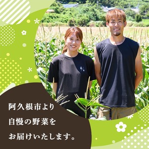 ヤングコーン (20本) 国産 野菜 ヤングコーン 鹿児島県産 阿久根市産 天ぷら フライ 中華炒め 肉巻き 【うとさんち】akn067-17