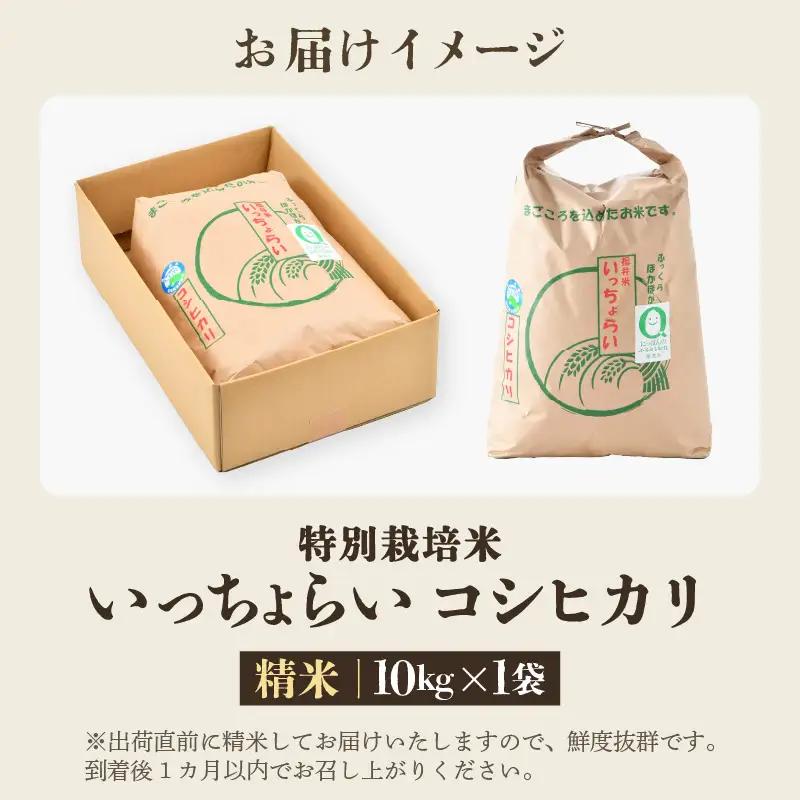 【先行予約】【令和8年産・新米】【一等米】特別栽培米いっちょらい 精米 10kg×1袋 ／福井県産 ブランド米 コシヒカリ ご飯 白米 新鮮 大賞 受賞 ※2026年10月上旬以降順次発送予定 [aw
