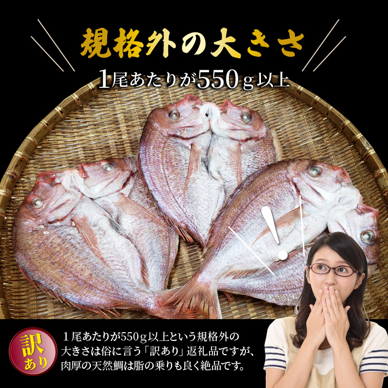 驚愕の大きさ！訳あり天然鯛の一夜干し1.8kg_1554R