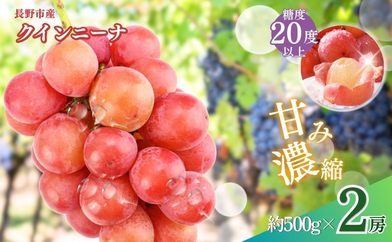 
                  長野市産 クイーンニーナ（贈答用） 2房【2026年9月下旬頃発送予定】J0936
                