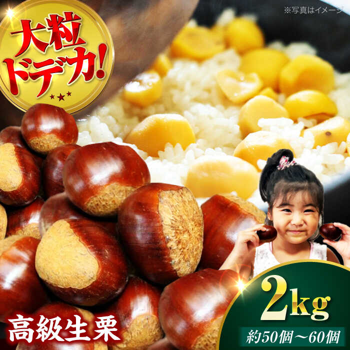 【ふるさと納税】【先行予約】【9月下旬から配送開始】ドデカ 生栗 2kg（ 約 75 個 〜 90 個 ） | 人気 おすすめ ランキング おいしい 甘い フルーツ 大洲市/有限会社西山青果[AGAR005] 20000 20000円