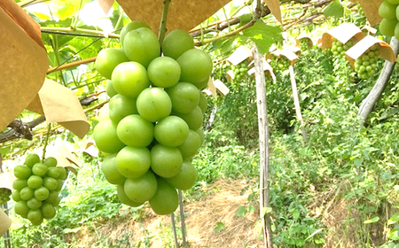 【令和7年産先行予約】【最優秀賞W受賞農家】 シャインマスカット 700g以上 (1房 特選) 《令和7年9月中旬～発送》『生産者 佐藤 大輔』 マスカット ぶどう 山形県 南陽市 [1031]