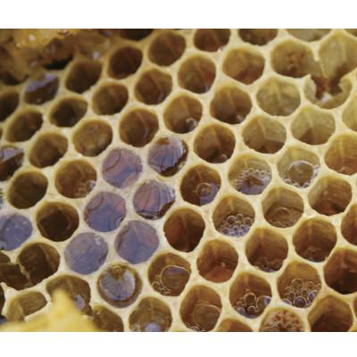 ふるさと納税 雲南市 天然日本ミツバチの「はちみつ」大瓶　400ml |  | 02