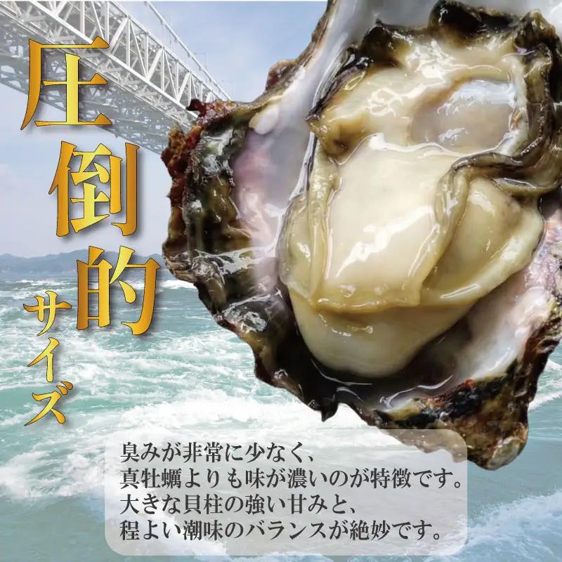 【2026年5月~2026年8月まで発送】牡蠣 生牡蠣 殻付き 8個 生食可  (ナイフ付き) 渦潮キング 岩牡蠣 かき 