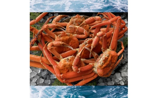 【蒸し】訳あり足折れ松葉ガニ　1.5kg前後【※配送日時指定可】