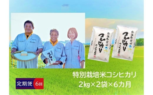 【定期便】 令和5年産 特別栽培米コシヒカリ 2㎏×2袋×6か月　【 新潟県 新潟産 新発田産 米 コシヒカリ 佐々木耕起組合 2kg 6ヵ月 定期便  特別栽培米 D19 】