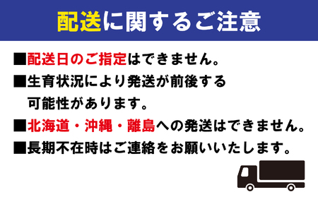 先行予約 みかん 蜜柑 約10kg 小原紅早生 小原紅早生みかん 柑橘 オレンジ 11月下旬～12月下旬 配送 選べる 容量 香川県 丸亀市