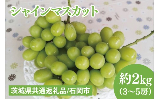 
                  【2026年9月上旬～10月中旬発送】シャインマスカット約２kg（３～５房）【茨城県共通返礼品/石岡市】【ぶどう 葡萄 マスカット フルーツ 果物 くだもの 水戸市 茨城県】（MF-7）
                