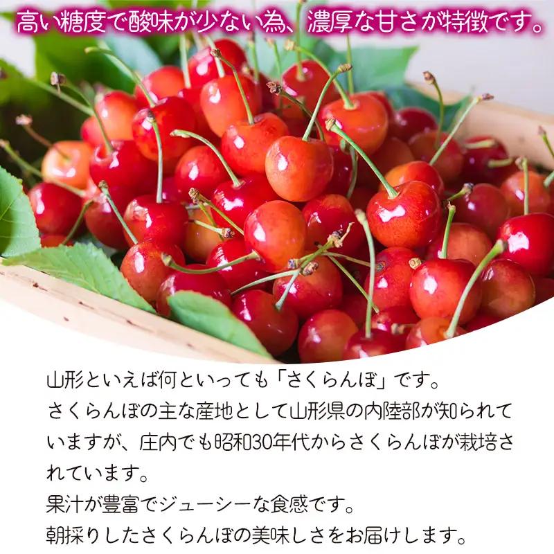 【令和8年産】さくらんぼ 紅秀峰　バラ詰め 1kg　Lサイズ以上　山形県鶴岡市　鶴岡中央青果　| サクランボ チェリー 山形 鶴岡 庄内産 東北 果物 くだもの フルーツ 1キロ 産地直送 甘い 完熟