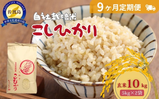 自社栽培米佐渡産こしひかり（玄米10kg）9カ月定期便