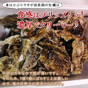 【予約：2024年10月中旬から順次発送】サロマ湖産 海のミルク 阿修羅牡蠣 5kg ( 魚介類 海鮮 魚介 牡蠣 かき カキ 海のミルク サロマ湖 5キロ 期間限定 国産 1年カキ )【031-00