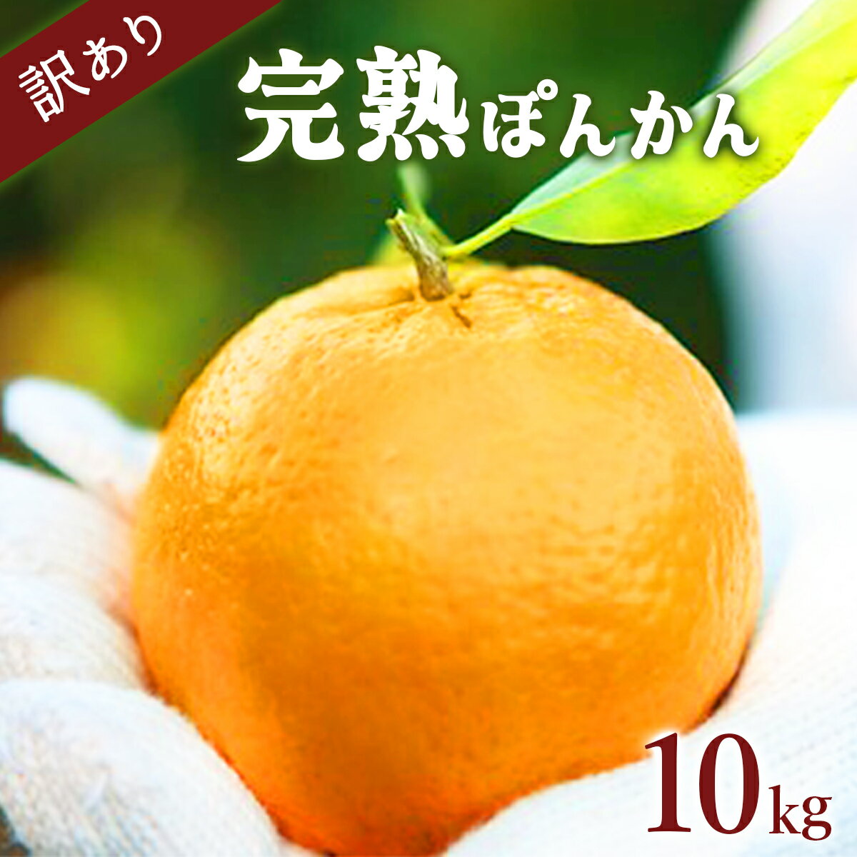 【ふるさと納税】 ＜先行予約＞訳アリ完熟ぽんかん 5kg×2箱セット10kg 国産 東洋町産 訳あり 甘酸っぱい 甘い 蜜柑 ミカン ジューシー 高知県 東洋町 四国 お取り寄せ フルーツ 果物 送料無料 産地直送 F143