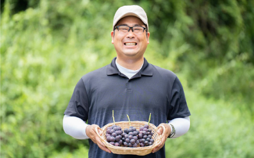 【2026年夏発送】種無し巨峰　約2kg(5房前後)　来季分先行受付【配送不可地域：離島】