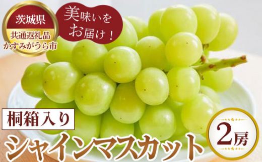 【先行予約】桐箱入りシャインマスカット　2房【茨城県共通返礼品 かすみがうら市】 ／ 旬 新鮮 葡萄 ブドウ 果物 フルーツ 茨城県 特産品 No.375