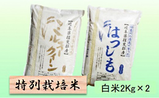
                  特別栽培米★白米４kg 【ミルキークイーン・ハツシモ】 お米 ブランド米 銘柄米 精米 ご飯 おにぎり モチモチ 低アミロース米 大粒 アッサリ 
                