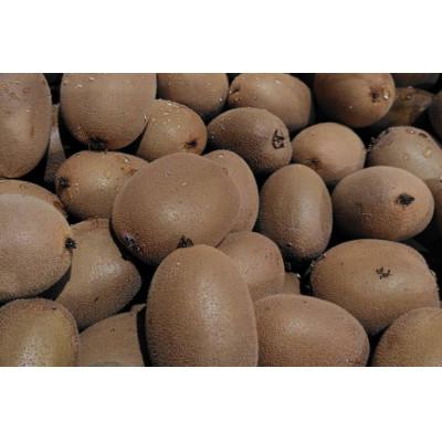 ふるさと納税 高松市 《新品種デビュー!》【数量限定!】さぬきエメラルド　約1kg |  | 01