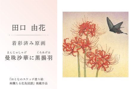 田口由花　着彩済み原画「曼珠沙華に黒揚羽（まんじゅしゃげにくろあげは）」（『おとなのスケッチ塗り絵　絢爛たる花鳥図譜』掲載作品）【0109-002-8】色鉛筆画 日本画 絵画 ｲﾝﾃﾘｱ 原画 芸術品 美術品