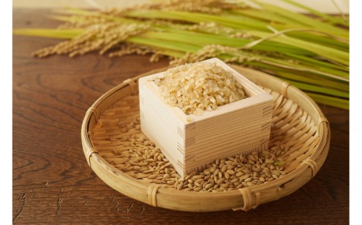 【令和7年産先行予約】「にじのきらめき」玄米・10kg