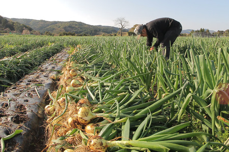 【期間限定発送】 野菜 雲仙市産 常備野菜セット じゃがいも & たまねぎ 各2.5kg 計5kg [トトノウ 長崎県 雲仙市 item1413] 野菜セット 詰め合わせ 期間限定 ジャガイモ 春じゃ