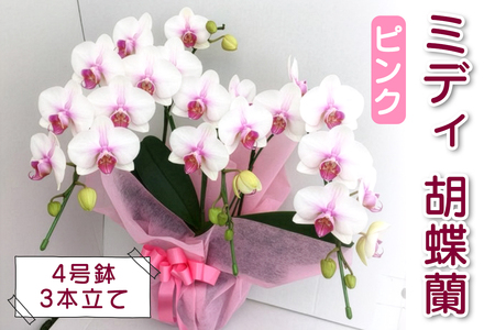 [予約受付] やない洋蘭園 ミディ胡蝶蘭ピンク (4号鉢／3本立て) [0670]