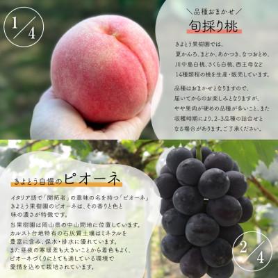 ふるさと納税 真庭市 【発送月固定定期便】【2026年先行受付】桃と葡萄と梨が少しずつ届く【お試し定期便】(岡山産)全4回 |  | 01