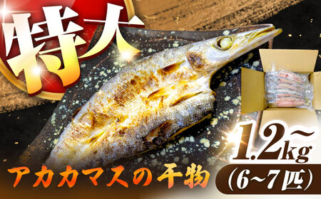 特大アカカマスの開き 干物 1.2kg以上 6～7匹[JAQ026]