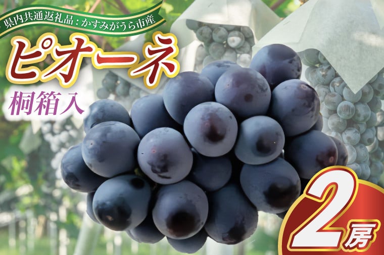 
            ＜2025年7月より順次発送予定＞ピオーネ　桐箱入り2房(県内共通返礼品:かすみがうら市産) (BR101)
          