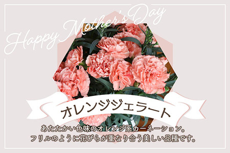 【5月初旬より順次発送】成澤さんのカーネーション オレンジジェラート（入金期限：2025.4.30）
