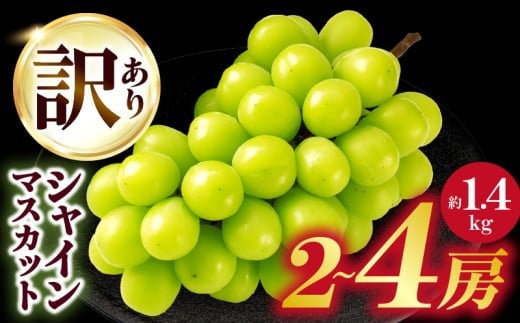＜期間限定＞【訳あり】シャインマスカット 約1.4kg入り 2～4房| シャインマスカット 訳あり マスカット ぶどう シャインマスカット訳あり 葡萄 果物 フルーツ 人気 香川 香川県 三木町 種なし 皮ごと食べられる ジューシー 糖度が高い 先行受付 季節限定 旬 おすすめ 国産 香川県三木町 |_mk006-049