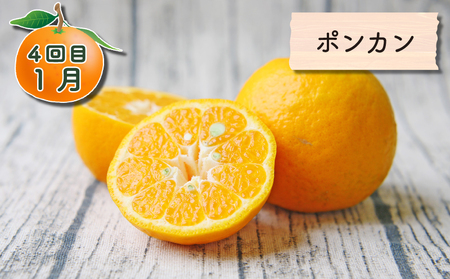 旬の 柑橘定期便 全4回 家庭用 極早生みかん 吉田みかん 愛果28号 ポンカン フレッシュつちやま 温州みかん 温州 果物 フルーツ 柑橘 みかん プレゼント ギフト 産地直送 数量限定 国産 愛媛