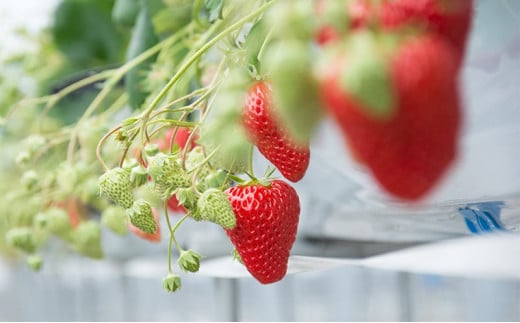 【ふるさと納税】 無添加 手作り いちご ジャム 3個 イチゴジャム イチゴ 苺 甘い 食品 ギフト  ふるさと納税 ふるさと 人気 おすすめ 送料無料 兵庫県 三田市 [3d28bae310007]