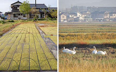 亀の尾 10kg 玄米 有機JAS認証 Oryza Jozucana Satonaya【正すの実】