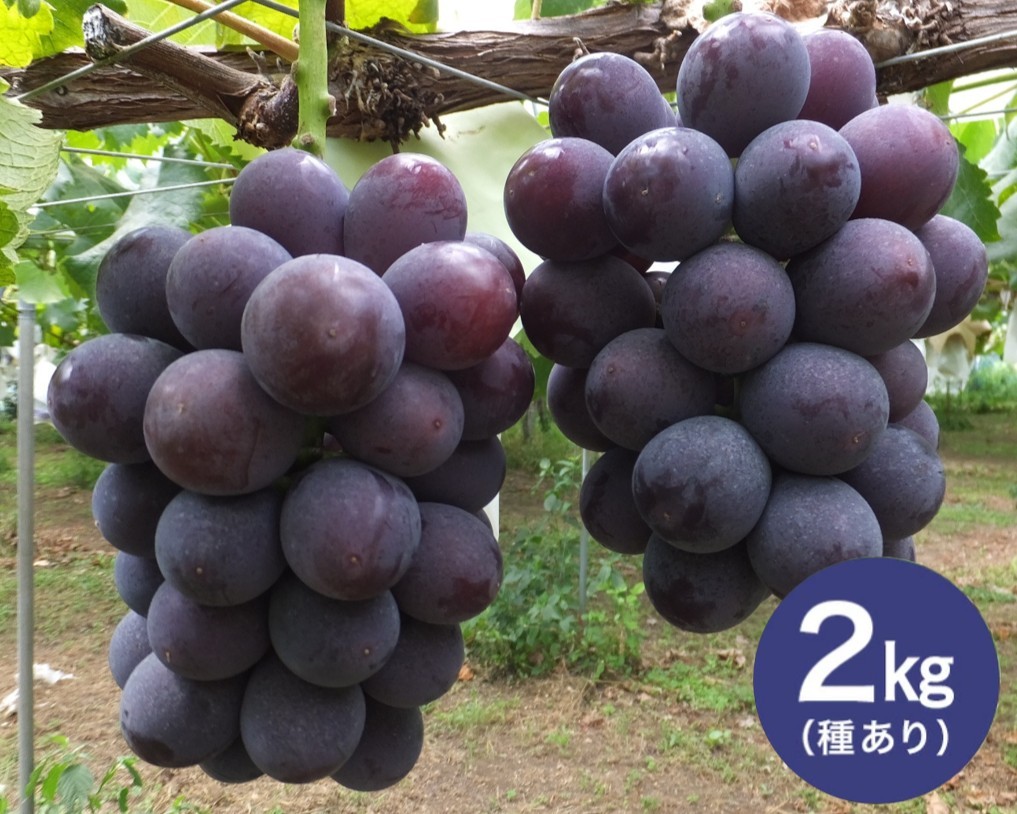 
                  【 2026年 先行予約 】 巨峰 2kg ( 種あり ) 太郎兵衛果樹園 5房 ～ 8房 ぶどう ブドウ 国産 果物 くだもの 葡萄 甘い フルーツ 2キロ 9月 10月 発送 秋 旬 品種 種 あり 茨城県産 産地直送 産直 農家直送 冷蔵 茨城県 石岡市 (A03-001)
                