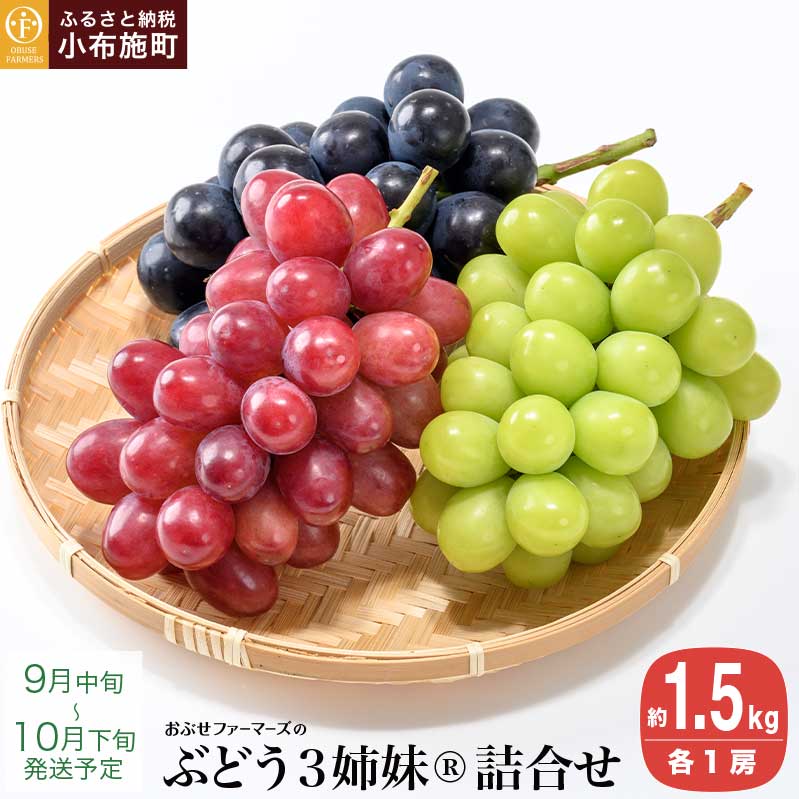【ふるさと納税】ぶどう3姉妹® シャインマスカット ＆ ナガノパープル ＆ クイーンルージュ® 詰合せ [おぶせファーマーズ] 数量限定 果物 フルーツ ぶどう 葡萄 長野県産 信州産 クール便 冷蔵 食べ比べ 令和8年産 【2026年9月中旬〜10月下旬発送】
