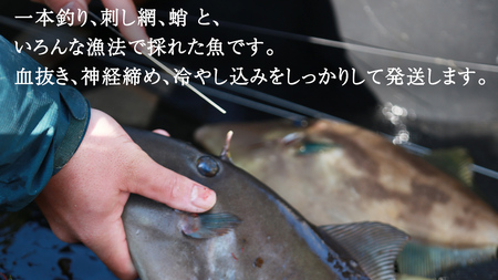 大崎上島 鮮魚 セット 3～3.5kg 
