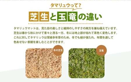 玉竜 タマリュウ たまりゅう 30枚 【7営業日以内に発送】 植物 プラント 芝生 ガーデニング ガーデニング用品