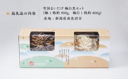 雪国まいたけ　極白黒セット【極 1株約900g　 極白 1株約800g】　これが雪国史上、最高傑作　長期熟成と大株仕立てが生み出す圧倒的なシャキシャキ感と旨味　雪国まいたけ最高品質　産地直送